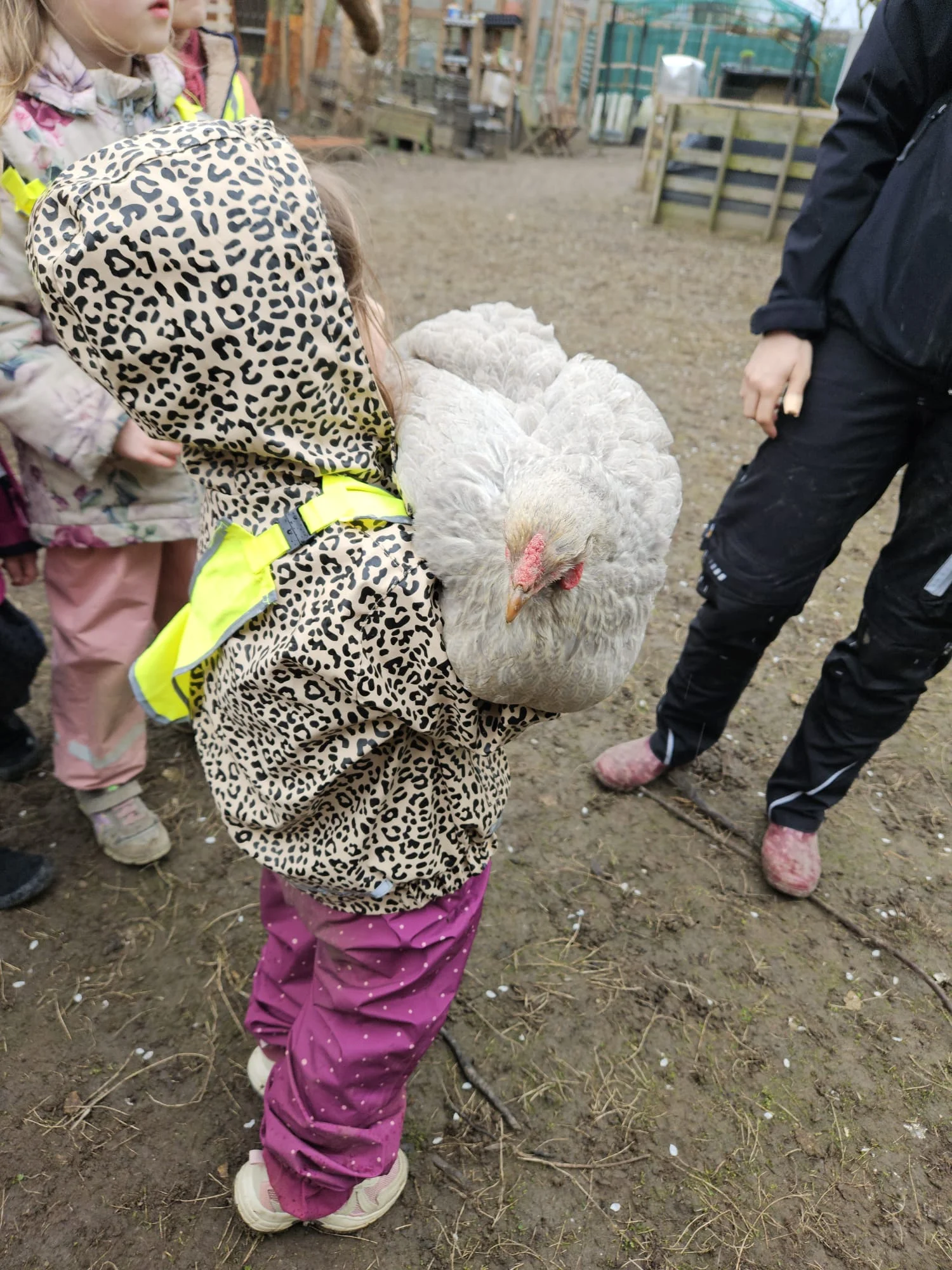 Das Bild zeigt eine nähere Aufnahme derselben Gruppe auf dem Bauernhof. Im Zentrum steht ein besonderer Moment der Interaktion zwischen Kind und Tier: Hauptmotiv Kind mit Huhn: Ein Kind trägt ein großes, hellgraues (lavendelfarbenes) Huhn auf dem Arm. Das Kind trägt eine auffällige Regenjacke mit Leopardenmuster, eine lila Matschhose und eine gelbe Sicherheitsweste. Es hält das Tier vorsichtig und ruhig. Das Huhn: Es wirkt entspannt und hat ein helles Gefieder sowie einen kleinen roten Kamm. Weitere Personen Im Hintergrund sieht man Ansätze von anderen Kindern in wetterfester Kleidung (z. B. eine Blumenjacke und rosa Hosen). Rechts im Bild steht eine erwachsene Person in schwarzer Outdoor-Kleidung, die die Situation beaufsichtigt. Umgebung Der Boden ist erdig und leicht feucht. Im Hintergrund erkennt man wieder die rustikalen Strukturen des Hofes, wie Holzzäune und Gartenbereiche. Das Bild vermittelt eine sehr ruhige und lehrreiche Atmosphäre, in der Kinder den direkten Kontakt zur Natur und zu Tieren erleben.
