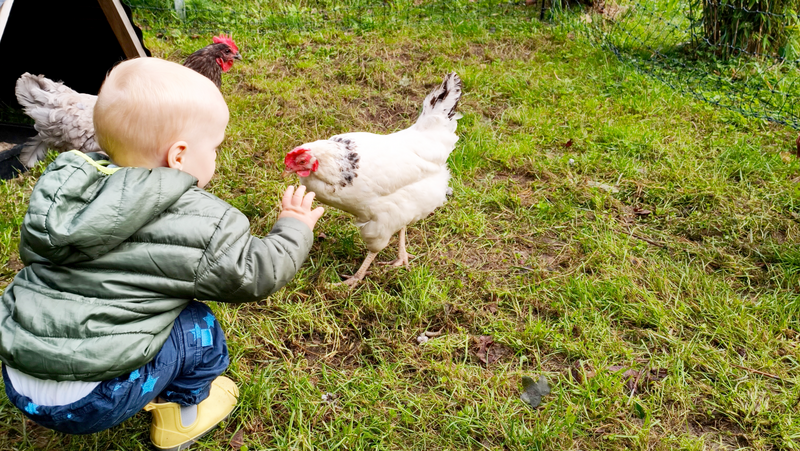 Auf dem Foto ist ein Kleinkind in einer grünen Jacke und blauen Hosen zu sehen, das auf einer Wiese hockt und versucht, ein weißes Huhn mit einem roten Kamm zu berühren. Im Hintergrund sind weitere Hühner, dichte grüne Sträucher oder Pflanzen, ein Holzzaun und ein kleines rotes Gebäude zu erkennen. Die Szene spielt draußen,