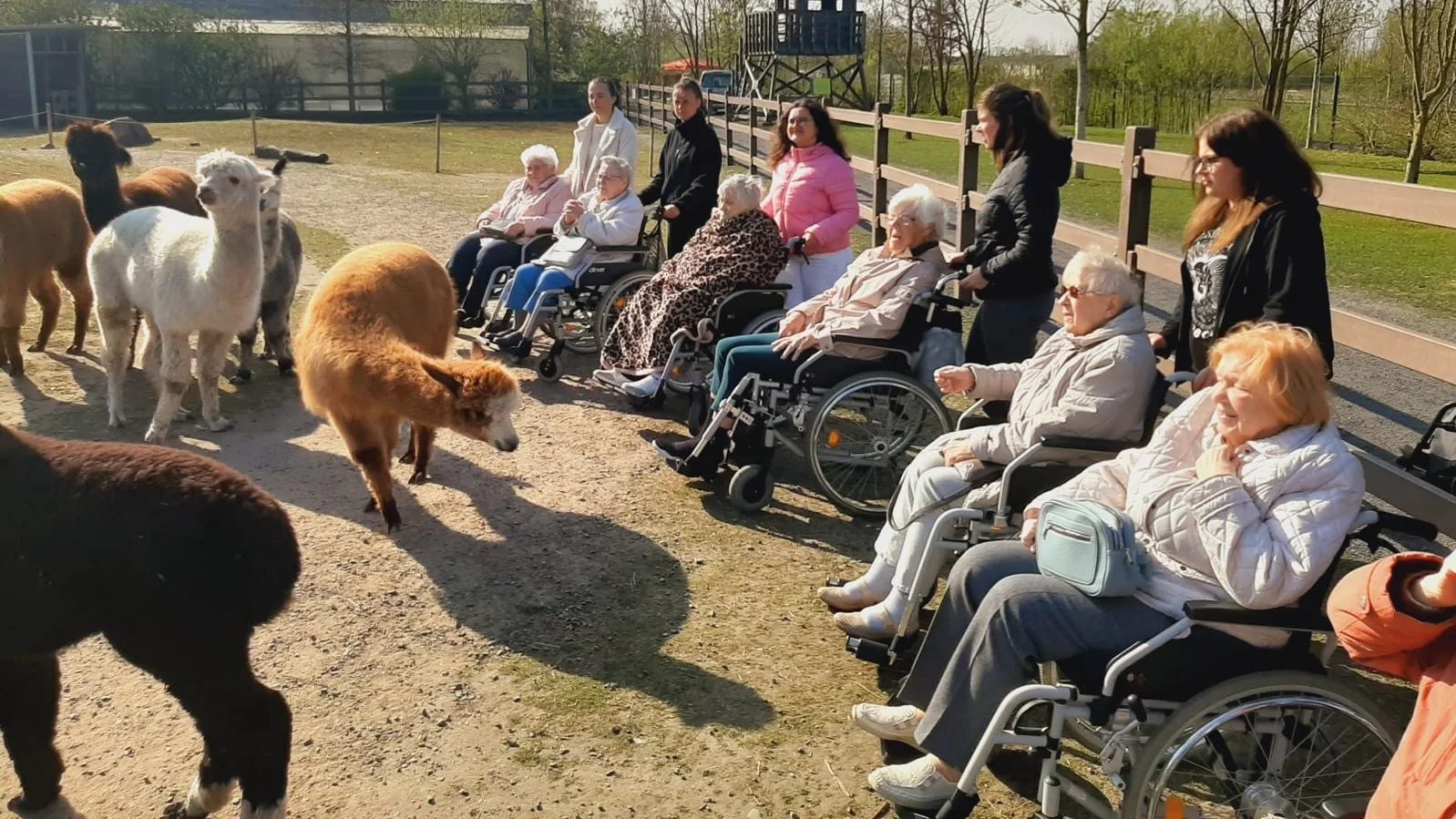 Auf diesen Bild sieht man die Bewohnerinnen und Bewohner mit den Alpakas.