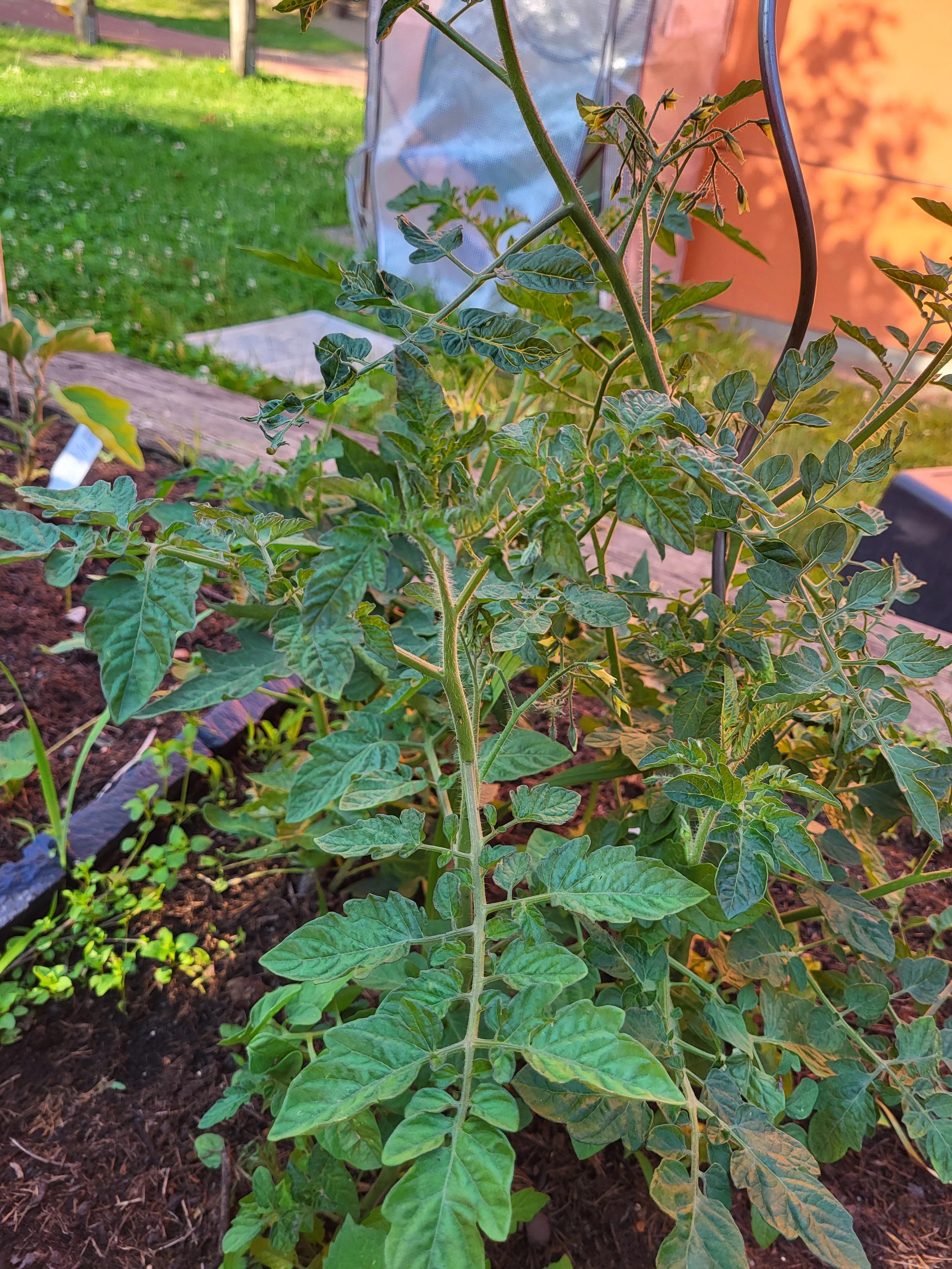 Auf dem Bild ist eine Tomatenpflanze in einem Gemüsebeet zu sehen. Man erkennt die typischen gefiederten, gezackten Tomatenblätter an einem aufrechten, leicht behaarten Stängel, drumherum weitere Jungpflanzen, Erde, Rasen und im Hintergrund Teile eines Gartens.