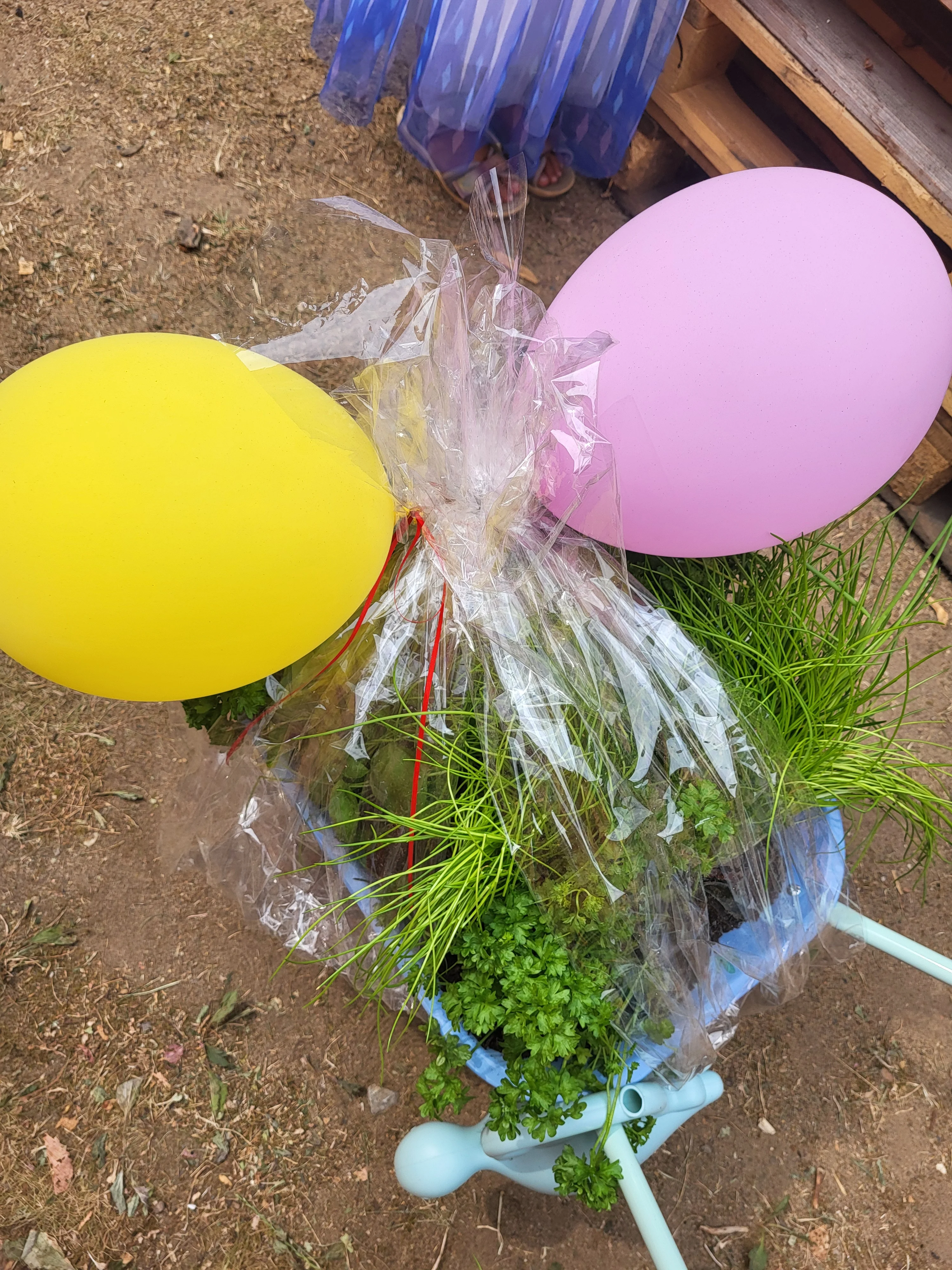 Eine Gießkanne gefüllt mit Kräutern und Gemüsepflanzen steht als Geschenk für das neue Hochbeet bereit. Bunte Luftballons verleihen der Pflanzaktion einen festlichen Rahmen.
