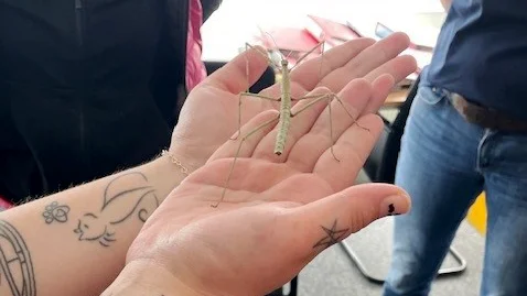 Das Foto zeigt eine Stabheuschrecke auf einem tättowierten Arm