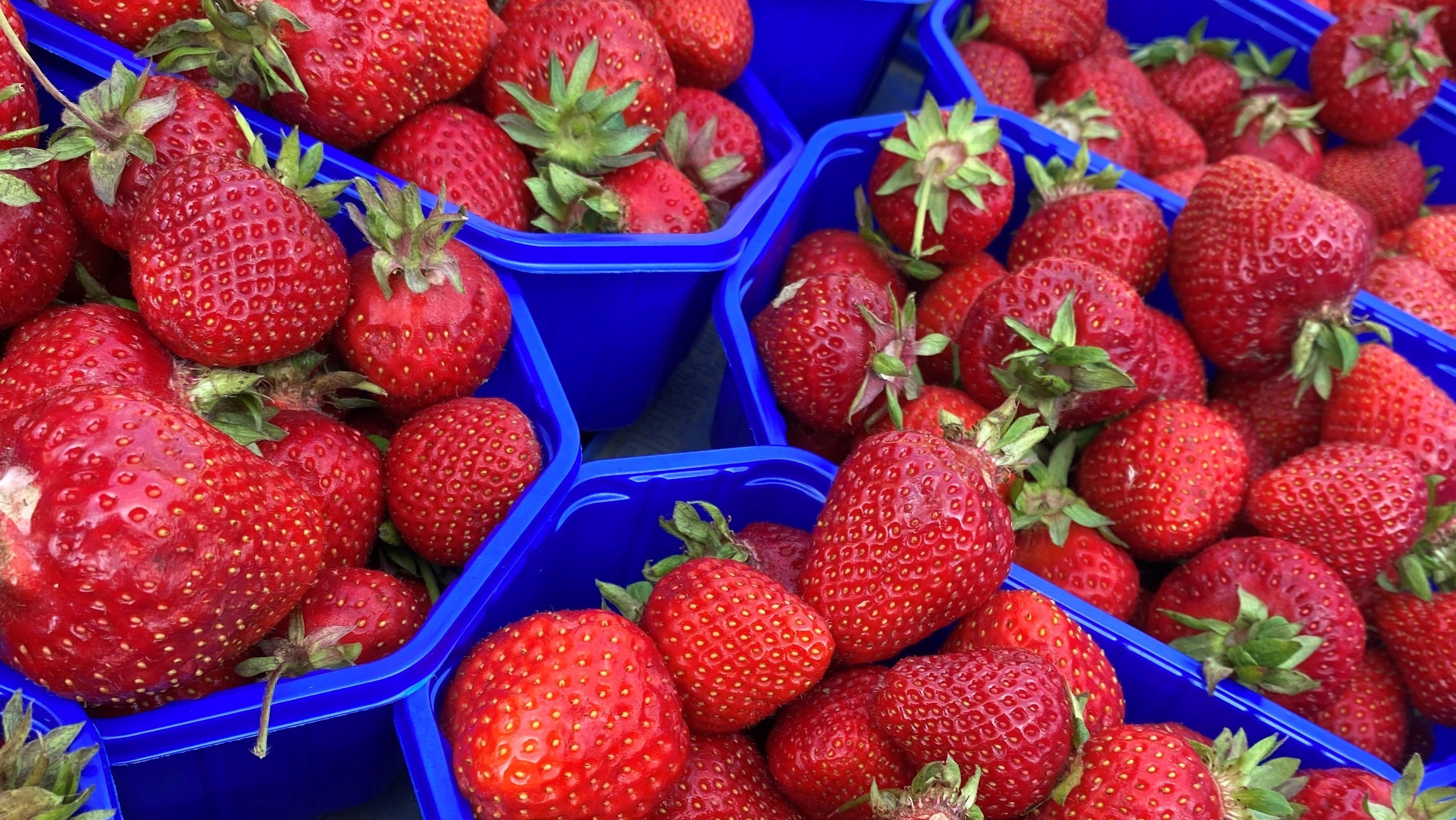 Auf den Bild sind viele Schalen Erdbeeren zu sehen.