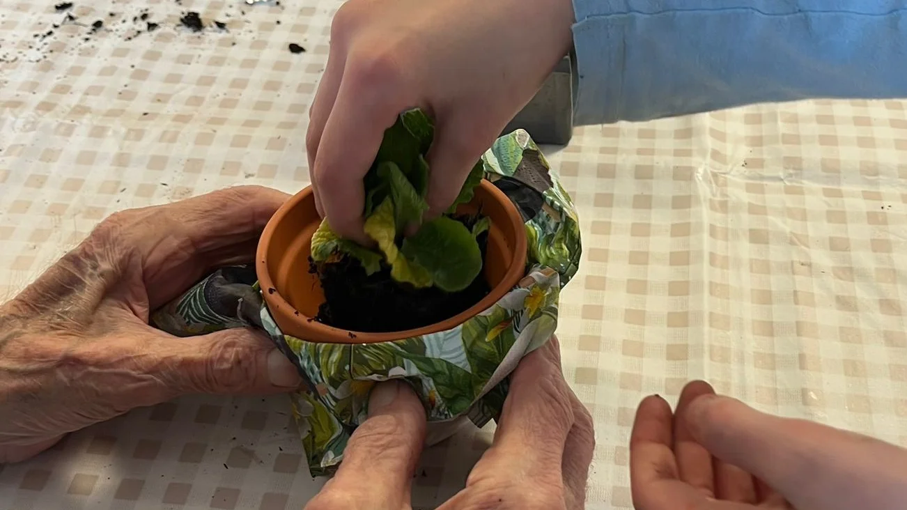 Dieses Bild zeigt Kinder sowie Seniorenhände die eine Pflanze pflanzen.