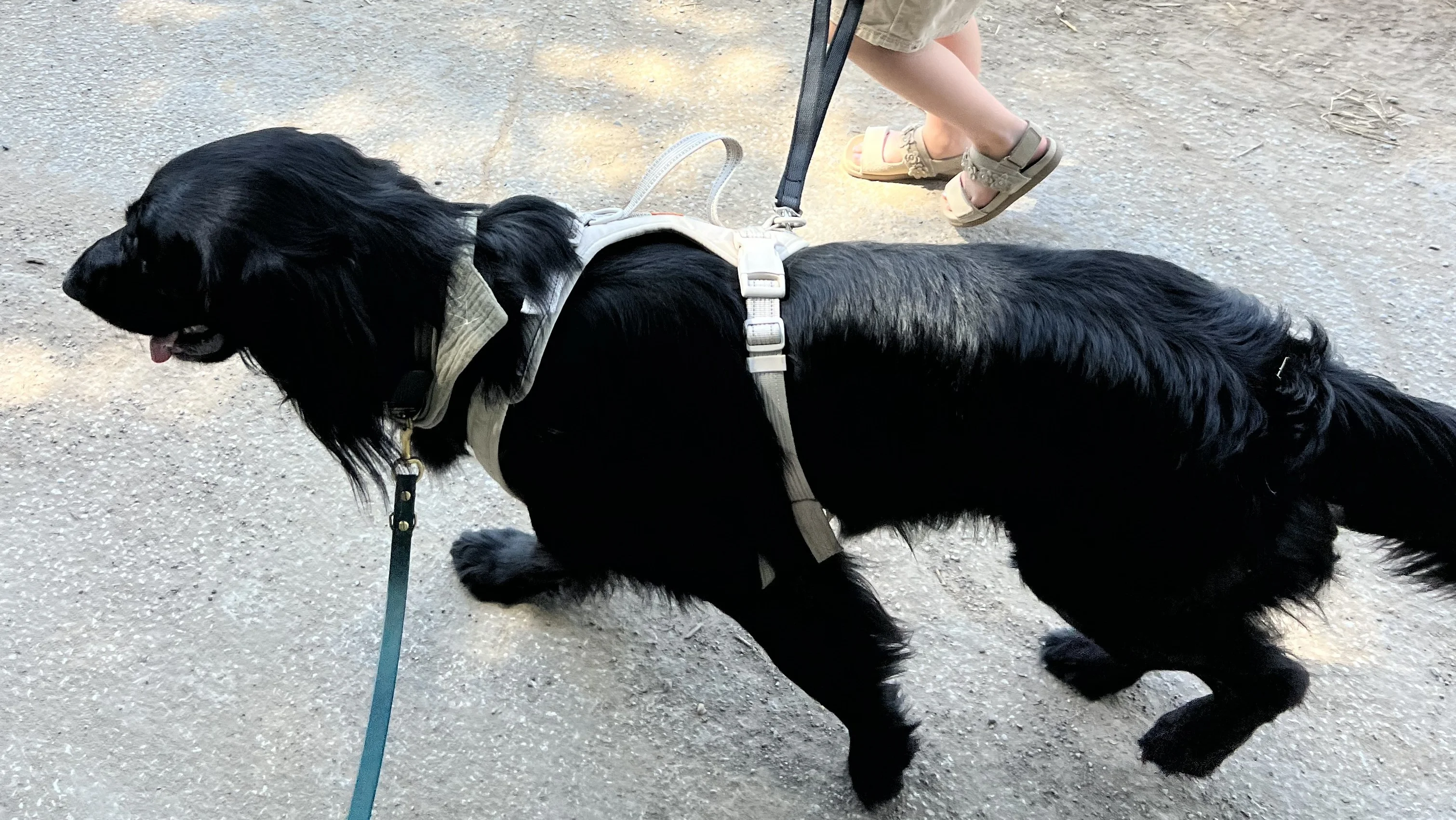 Auf dem Bild ist ein schwarzer Hund zu sehen, der an der Leine geführt wird. Der Hund trägt ein helles Geschirr, und neben ihm ist ein Kind zu erkennen, das ihn spazieren führt (man sieht die Beine und Sandalen des Kindes auf einem Weg im Freien).