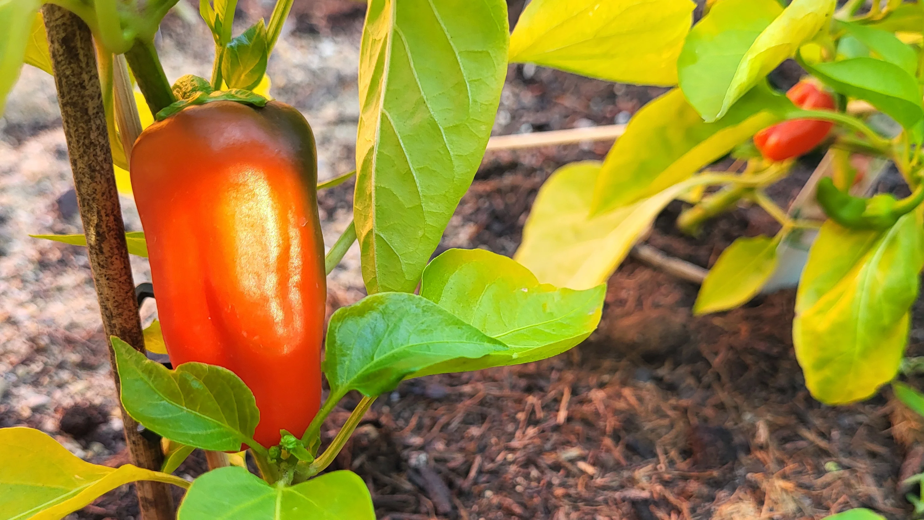 Auf dem Bild ist eine Tomatenpflanze im Beet zu sehen. Man erkennt die typisch gefiederten, leicht gezackten Tomatenblätter und einen aufrecht wachsenden, leicht behaarten Stängel. Im Hintergrund sieht man weitere Pflanzen, Erde, etwas Rasenfläche und Teile eines Gartens (Holzbohlen, Folien-Gewächshaus oder Abdeckung, orangefarbene Wand/Fläche).