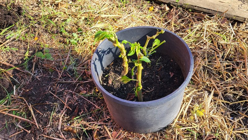Auf dem Bild ist ein kleiner Topf mit einer stark zurückgeschnittenen Paprikapflanze zu sehen. Daneben liegen mehrere frisch geerntete, grüne Paprikaschoten beziehungsweise milde Chilis auf einem Holzbalken. Die Pflanze steht in einem Beet mit Erde, Mulch und Stroh; im Hintergrund ist eine Wiese zu sehen.