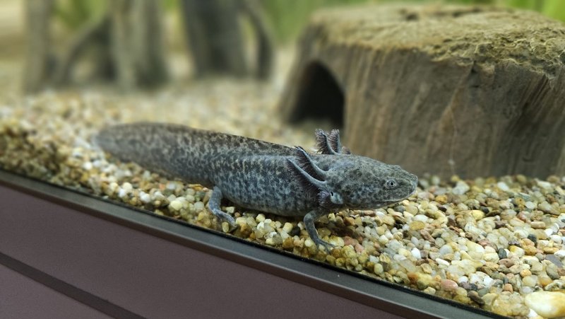Das Bild zeigt einen Axolotl.