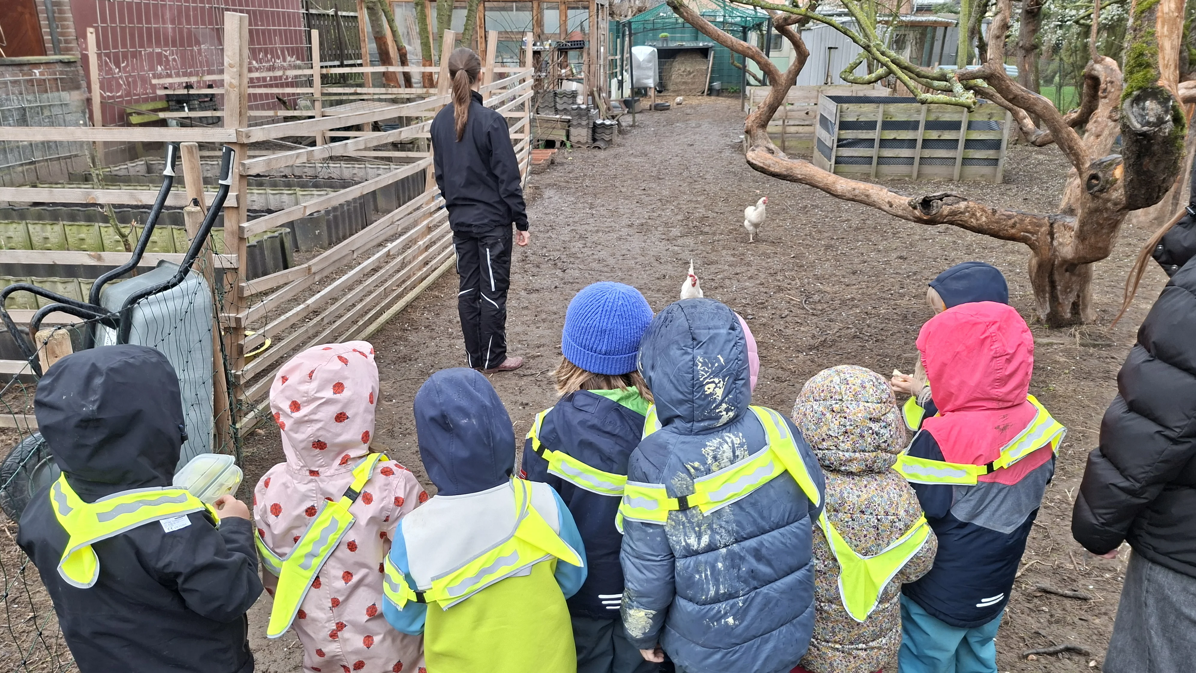 Das Bild zeigt eine Gruppe von Kindern während eines Ausflugs im Freien, auf einem Bauernhof. Hier sind die Details der Szene: Die Personengruppe Kinder: Im Vordergrund steht eine Gruppe von sieben kleinen Kindern in einer Reihe. Sie tragen wetterfeste Kleidung wie Regenjacken, Matschhosen und Mützen. Besonders auffällig sind die gelben Sicherheitswesten (Reflektoren), die sie über ihrer Kleidung tragen. Betreuung: Eine erwachsene Person mit zusammengebundenen Haaren steht mit dem Rücken zur Kamera weiter vorne und scheint die Gruppe zu führen oder etwas zu erklären. Die Umgebung Tiere: Auf der freien Fläche vor den Kindern sind zwei weiße Hühner zu sehen. Infrastruktur: Das Gelände wirkt ländlich und funktional. Man sieht Holzumzäunungen, Beeteinfassungen, eine Schubkarre auf der linken Seite und ein Gewächshaus oder einen Unterstand im Hintergrund. Vegetation: Die Bäume im Hintergrund sind noch kahl, was auf den Vorfrühling oder Herbst hindeutet. Der Boden ist unbefestigt und leicht matschig.