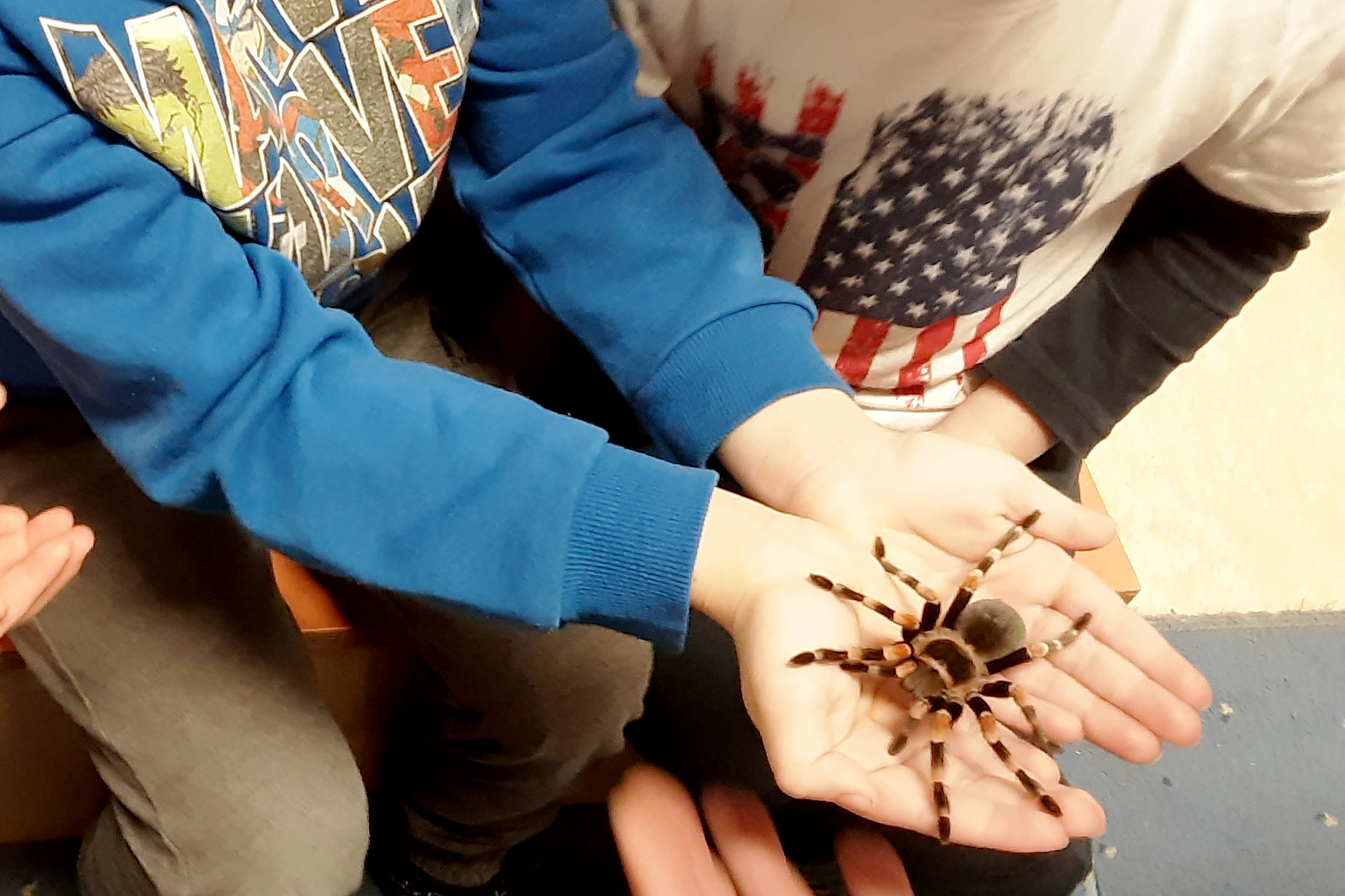 Das Foto zeigt eine Vogelspinne auf einer Kinderhand