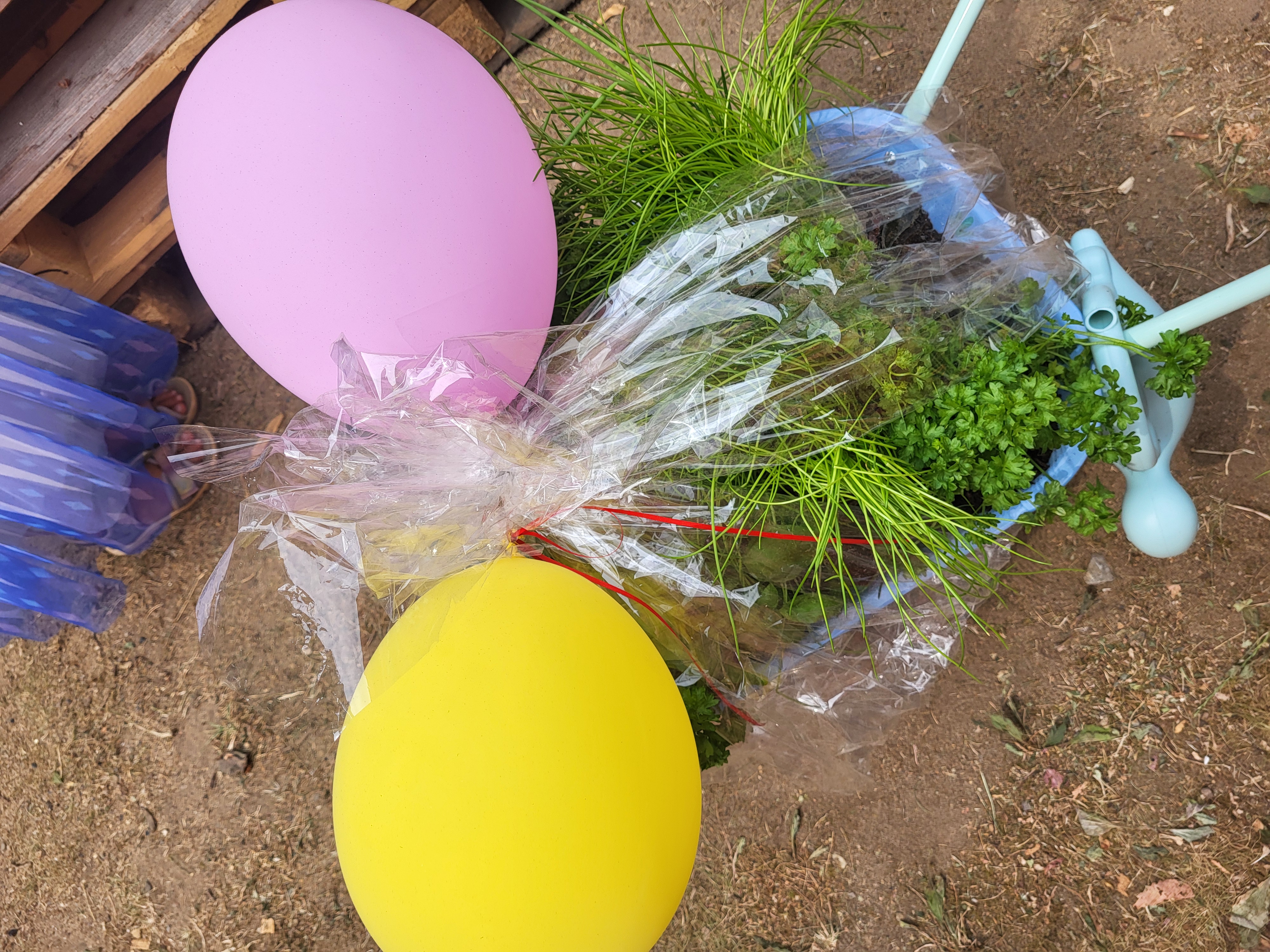 Eine Gießkanne gefüllt mit Kräutern und Gemüsepflanzen steht als Geschenk für das neue Hochbeet bereit. Bunte Luftballons verleihen der Pflanzaktion einen festlichen Rahmen.