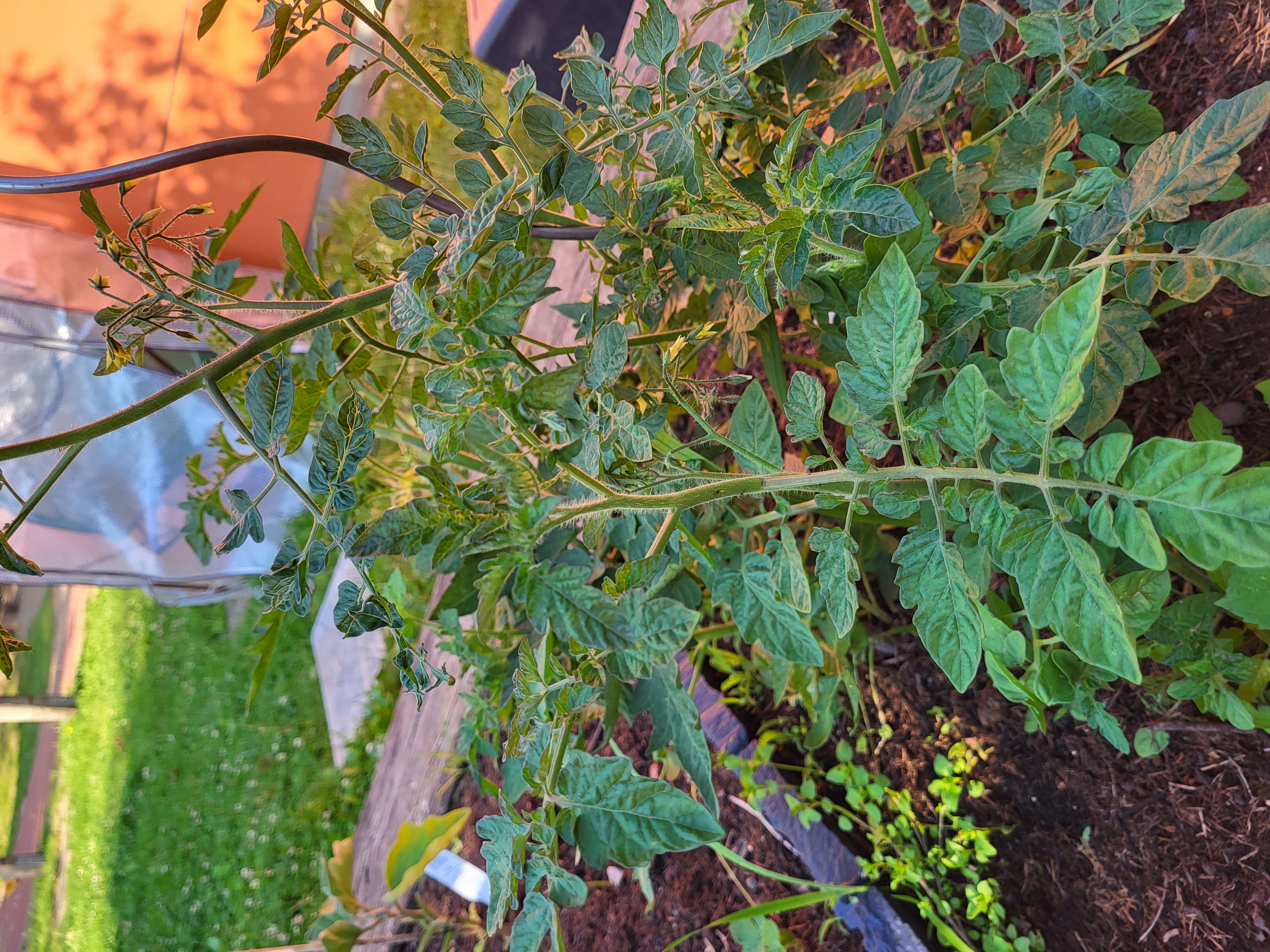 Auf dem Bild ist eine Tomatenpflanze in einem Gemüsebeet zu sehen. Man erkennt die typischen gefiederten, gezackten Tomatenblätter an einem aufrechten, leicht behaarten Stängel, drumherum weitere Jungpflanzen, Erde, Rasen und im Hintergrund Teile eines Gartens.