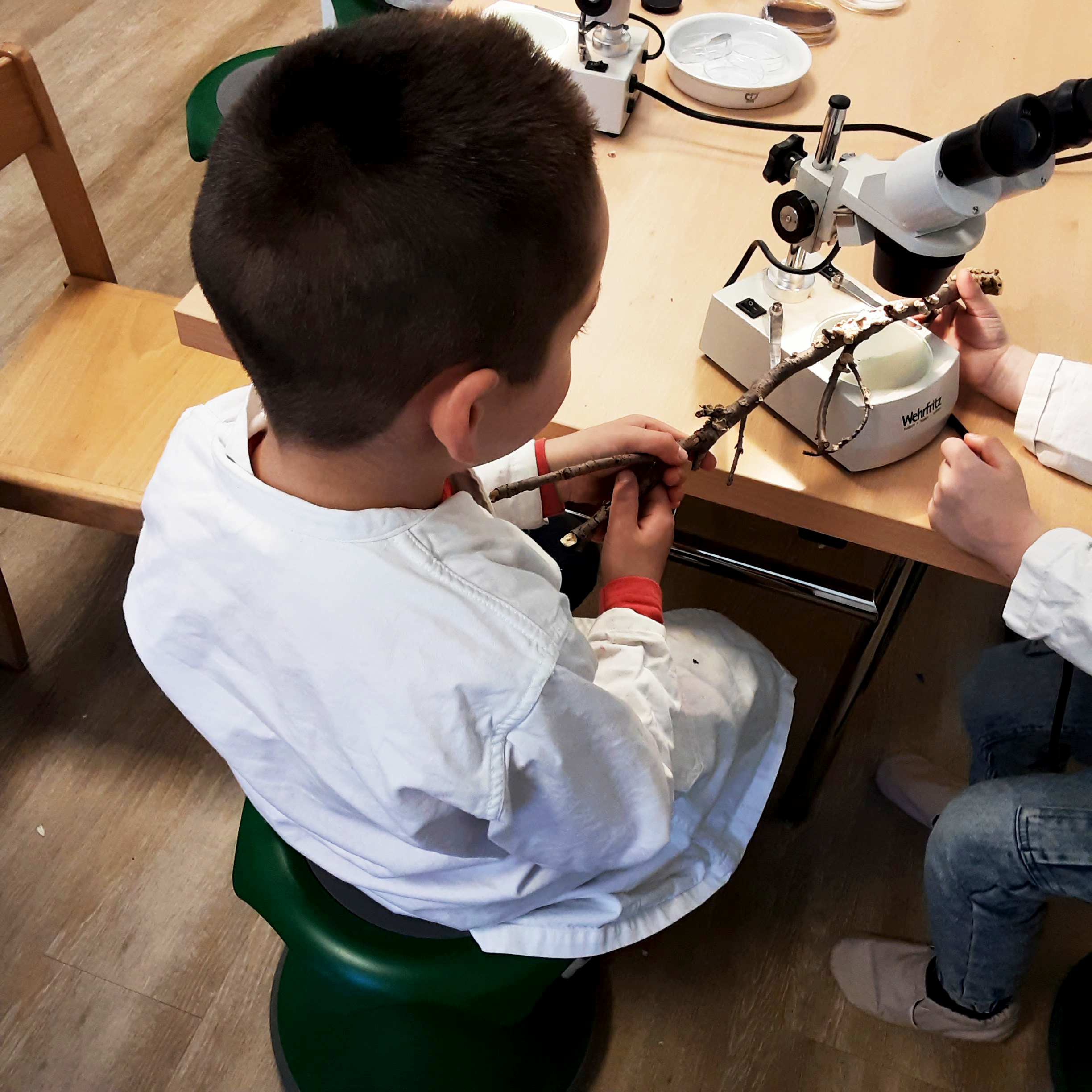Auf dem Foto sind zwei Kinder zu sehen, die weiße Laborkittel tragen und an einem Holztisch sitzen. Sie arbeiten mit einem Mikroskop und untersuchen einen Ast mit Flechten oder Pilzbewuchs. Das Mikroskop ist ein Stereomikroskop der Marke "Weltwitz", das für die Untersuchung von Oberflächenstrukturen und kleinen Objekten verwendet wird. Auf dem Tisch befinden sich weitere Laborutensilien wie eine Petrischale und möglicherweise weiteres Untersuchungsmaterial.